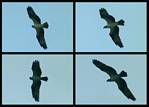 (09) osprey montage.jpg    (1000x720)    196 KB                              click to see enlarged picture